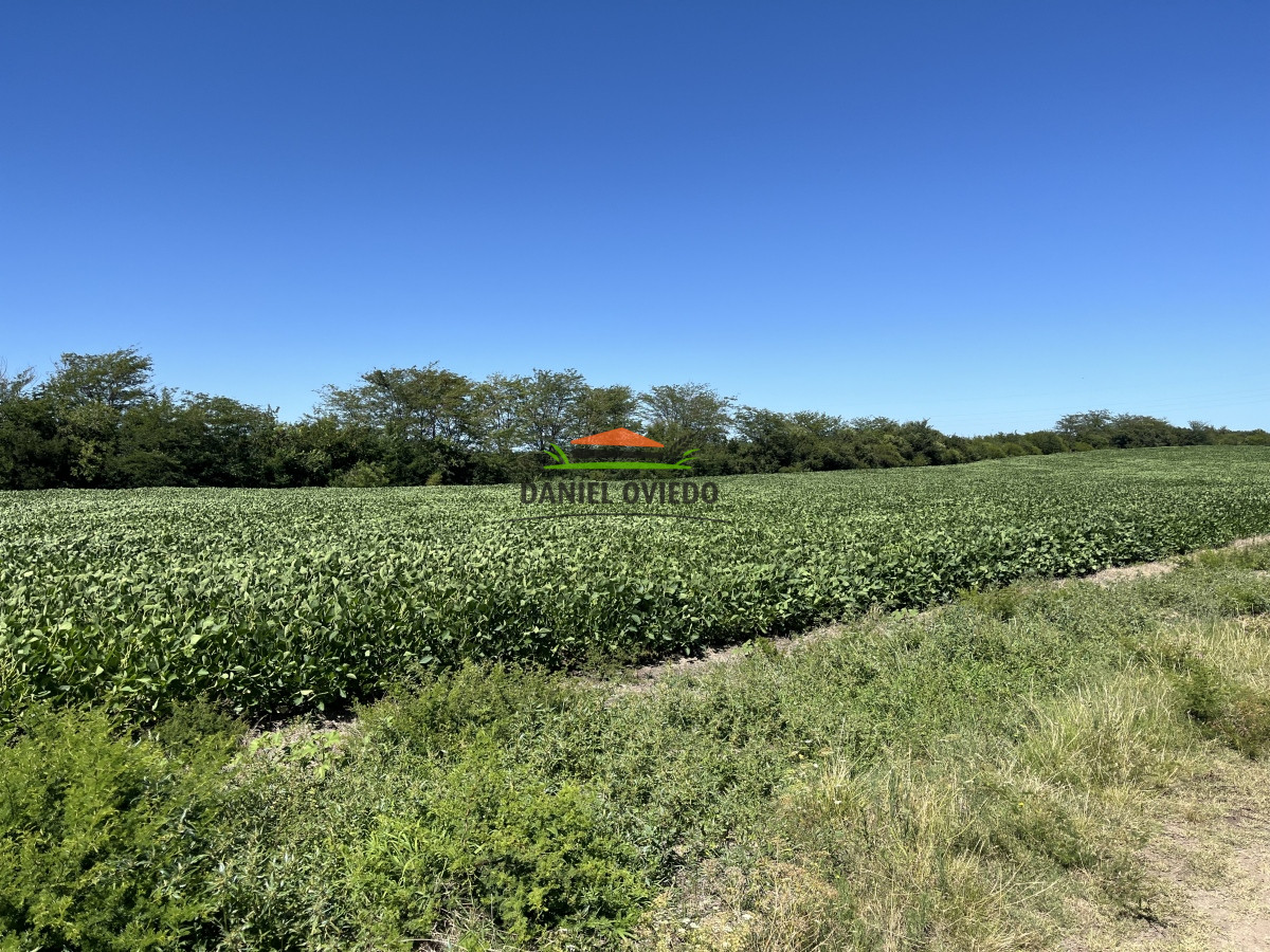 Campo Ref.17 - Campo agrícola - ganadero de 143 hás en venta, Conchillas.