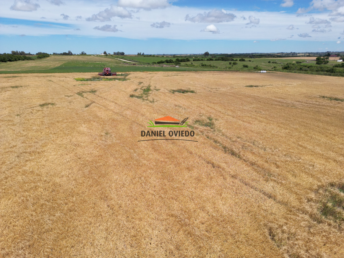 Campo Ref.144/Campo-agr - Campo agrícola - ganadero de 36 hás en venta, Ecilda Paullier