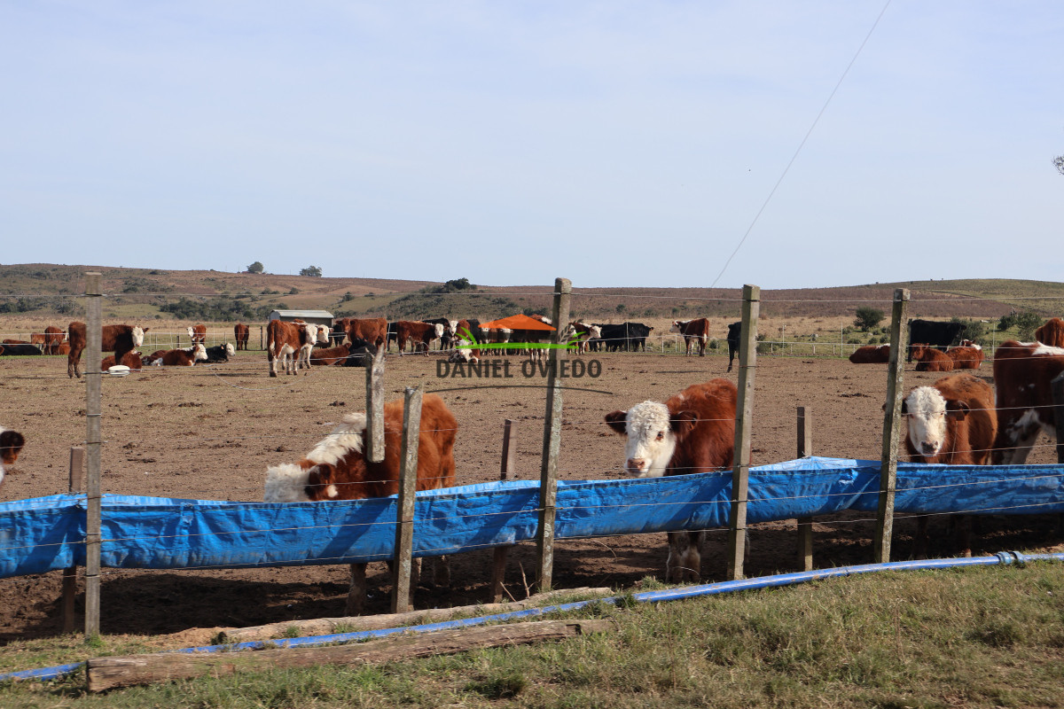 Campo Ref.213 - La Estancia La Alegría, 470 has en venta en Cerro Largo.