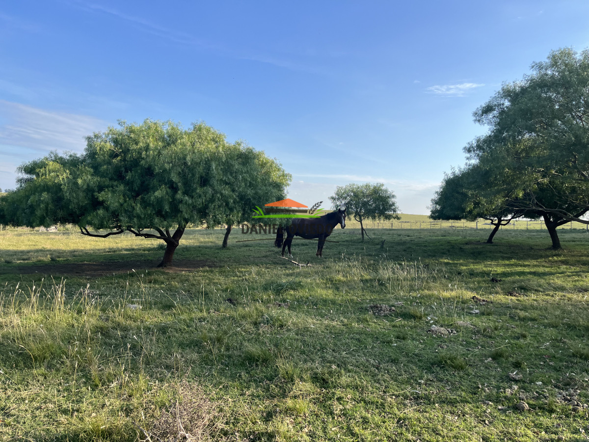 Campo Ref.201 - Establecimiento completo de 400 hás en venta en Flores.