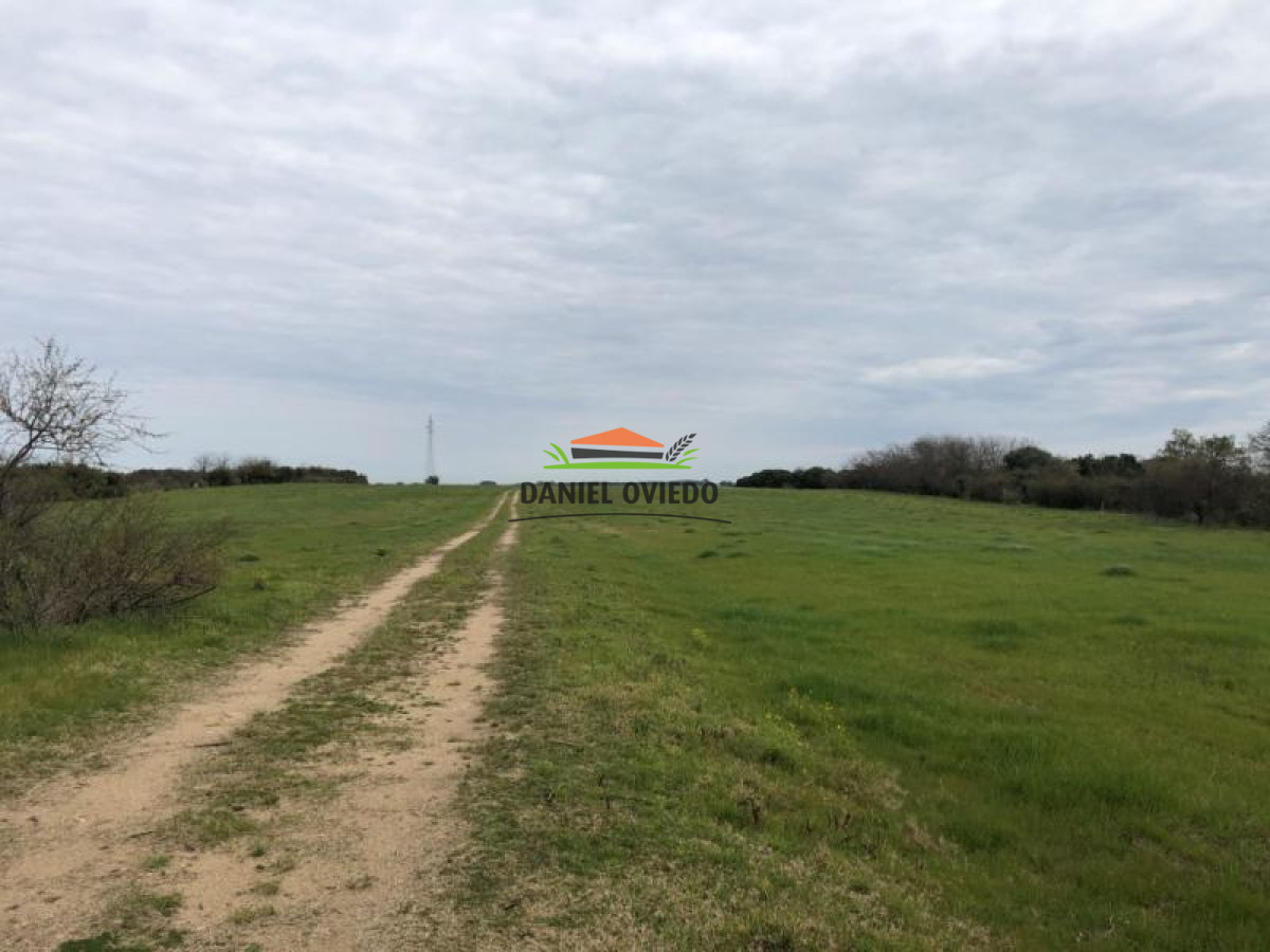 Campo Ref.17 - Campo agrícola - ganadero de 143 hás en venta, Conchillas.
