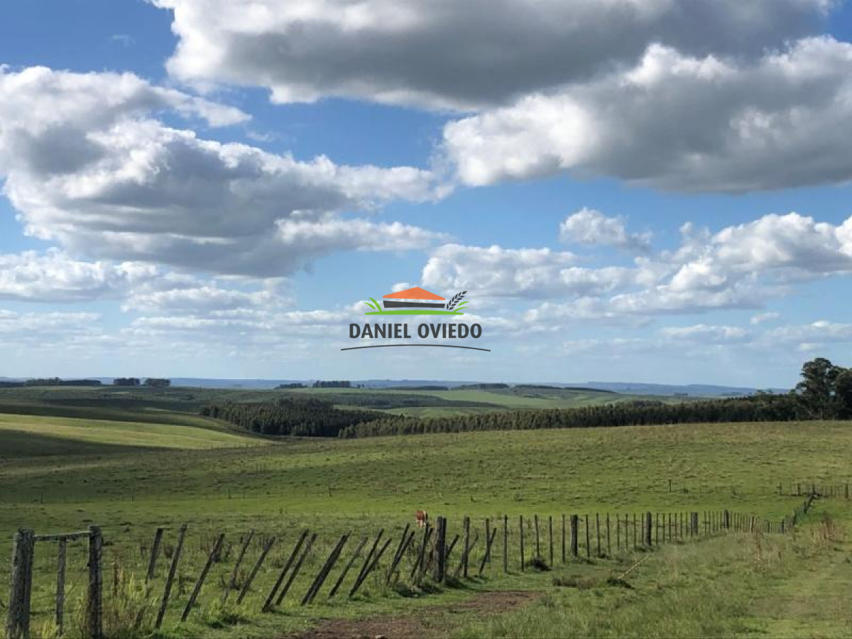 Campo Ref.90 - Campo forestado en venta en Zapicán, Lavalleja.