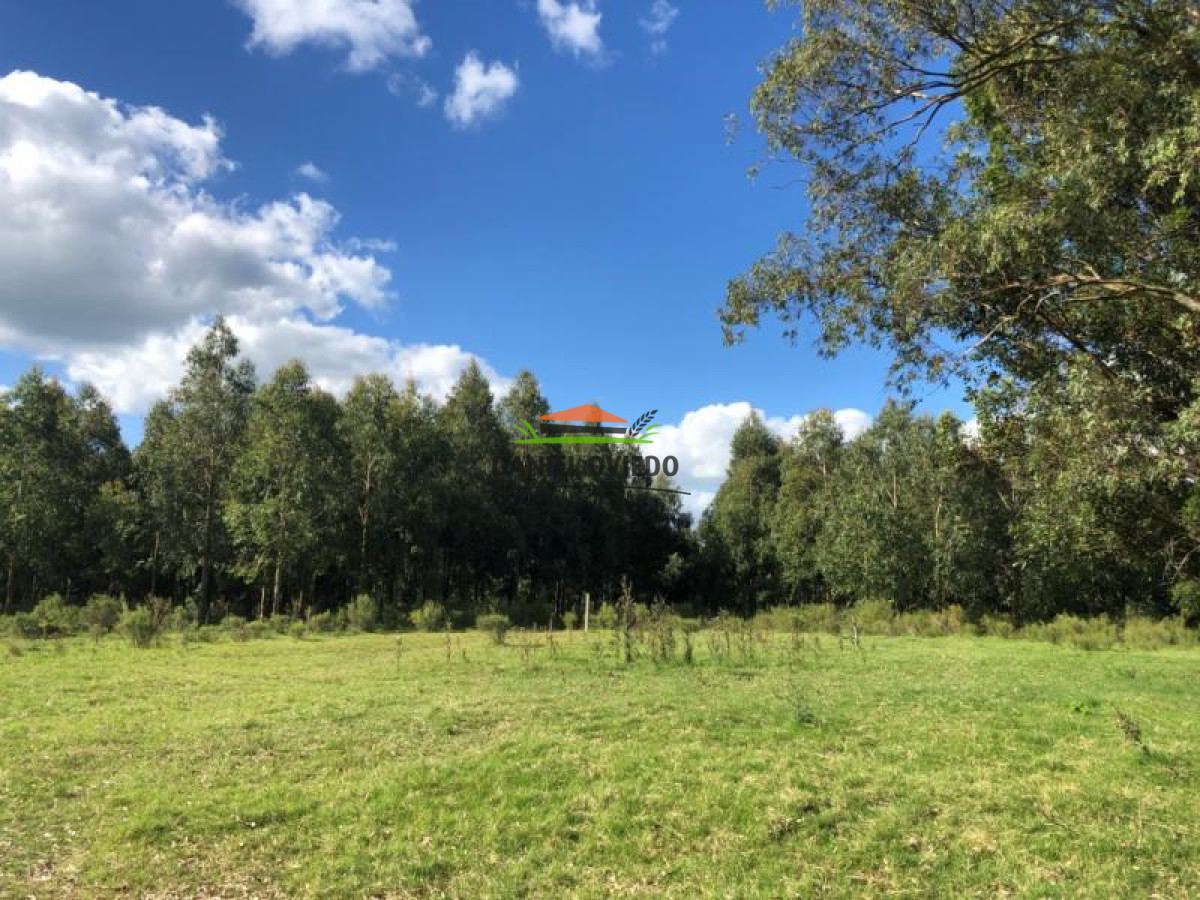 Campo Ref.90 - Campo forestado en venta en Zapicán, Lavalleja.