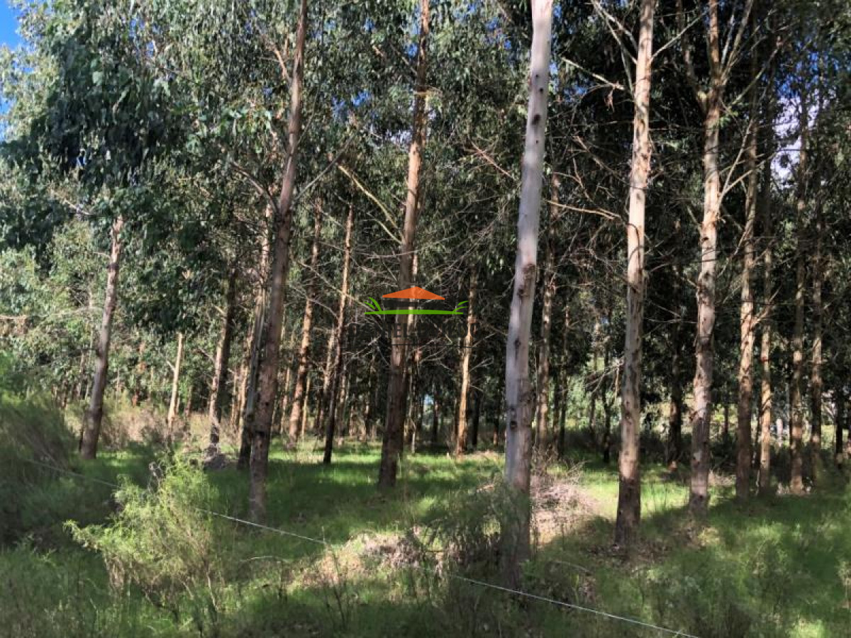 Campo Ref.90 - Campo forestado en venta en Zapicán, Lavalleja.
