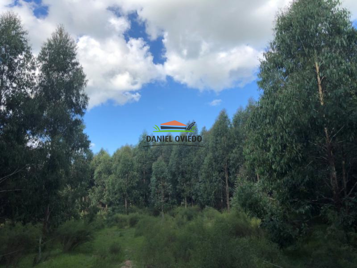 Campo Ref.90 - Campo forestado en venta en Zapicán, Lavalleja.