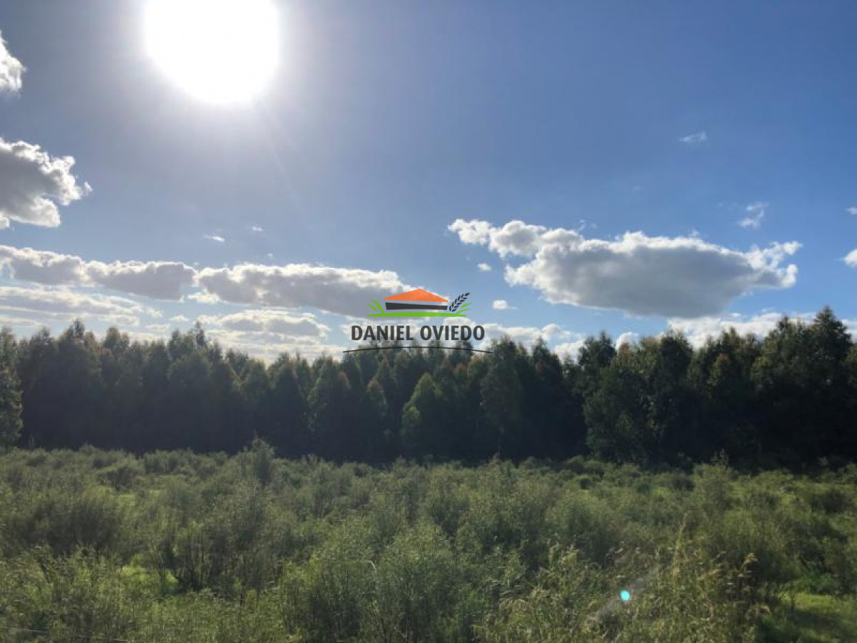 Campo Ref.90 - Campo forestado en venta en Zapicán, Lavalleja.
