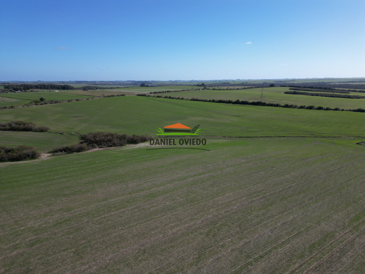 Campo Ref.244/Excelente-campo-agrícola-en-venta-en-Víboras,-Carmelo. - Excelente campo agrícola en venta en Víboras, Carmelo.