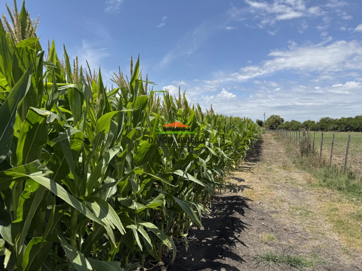 Campo Ref.336/Campo-agr - Campo agrícola de 18,9 hás con renta anual - Nueva Helvecia