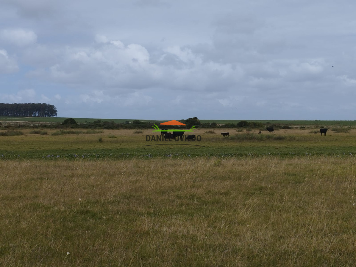 Campo Ref.306/Buen-campo-ganadero-en-venta-La-Coronilla,-Rocha. - Buen campo ganadero en venta La Coronilla, Rocha.