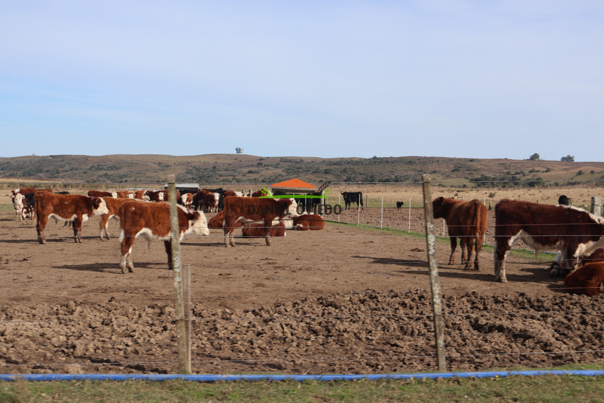 Campo Ref.210 - Estancia ganadera completa en venta de 3.000 has en Cerro Largo.