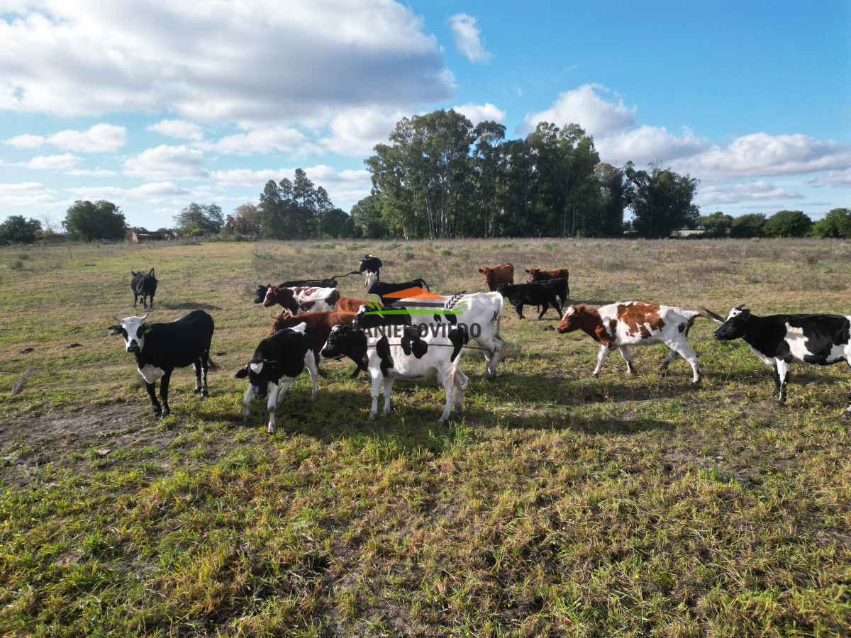 Campo Ref.208 - Campo agrícola ganadero de 20,95 has en Miguelete de Campana.