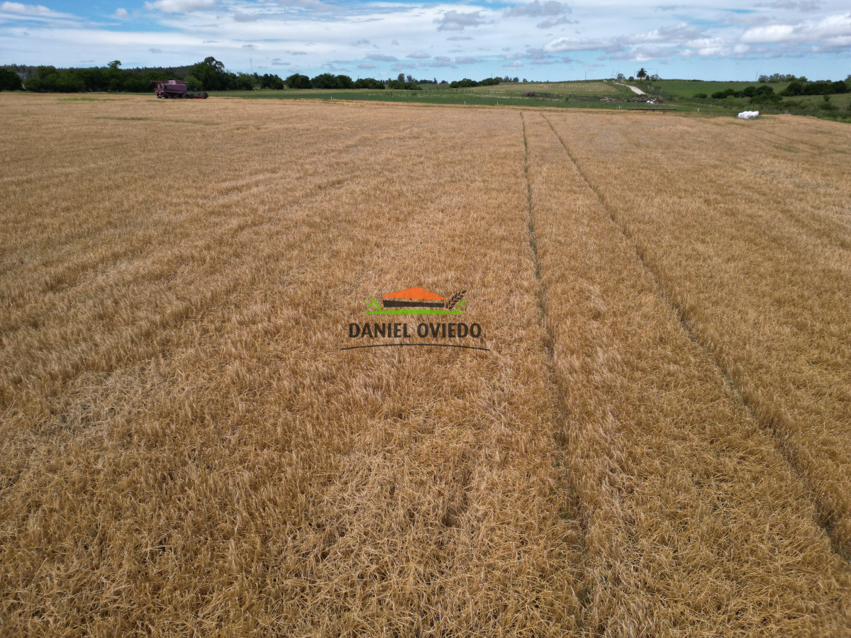 Campo Ref.144 - Campo agrícola - ganadero de 36 hás en venta, Ecilda Paullier