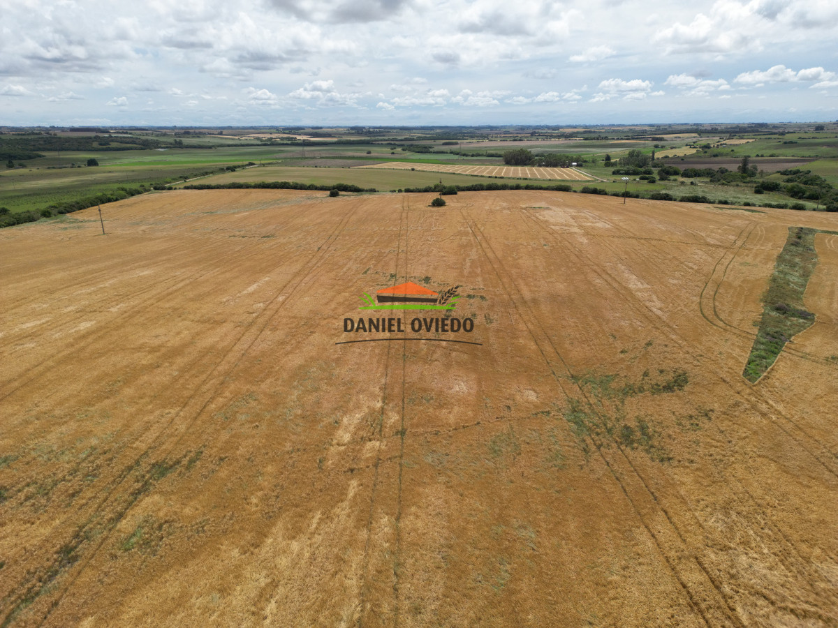 Campo Ref.144 - Campo agrícola - ganadero de 36 hás en venta, Ecilda Paullier