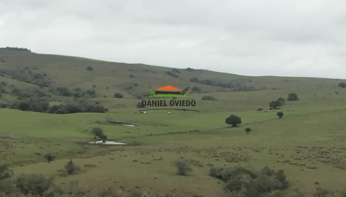 Campo Ref.354/Establecimiento-completo-campo-criador,-ganadero-en-venta-de-302-has. - Establecimiento completo campo criador, ganadero en venta de 302 has.