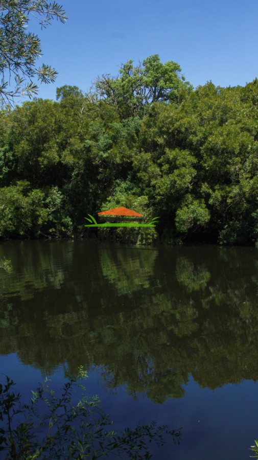 Campo Ref.327/Campo-con-Olivos-de-320-has-en-venta-en-Maldonado. - Campo con Olivos de 320 has en venta en Maldonado.