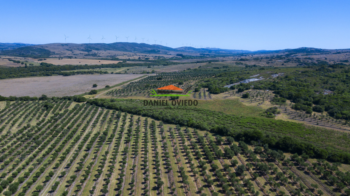 Campo Ref.330/Campo-con-Olivos-de-166-has-en-venta-en-Maldonado. - Campo con Olivos de 166 has en venta en Maldonado.