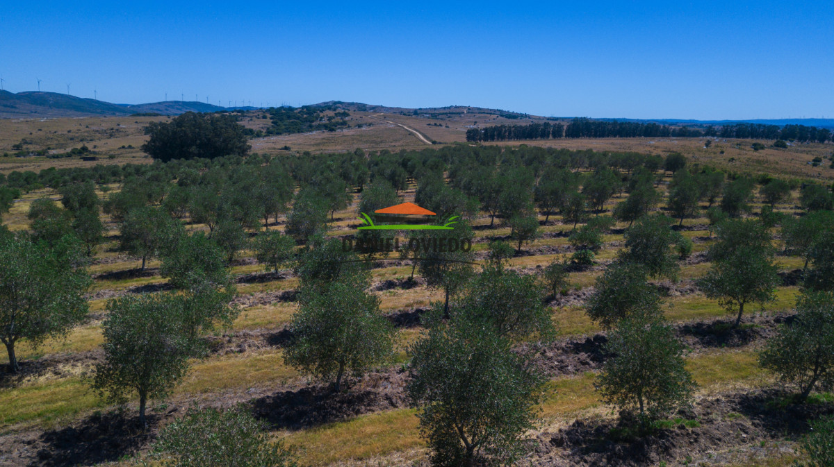 Campo Ref.330/Campo-con-Olivos-de-166-has-en-venta-en-Maldonado. - Campo con Olivos de 166 has en venta en Maldonado.