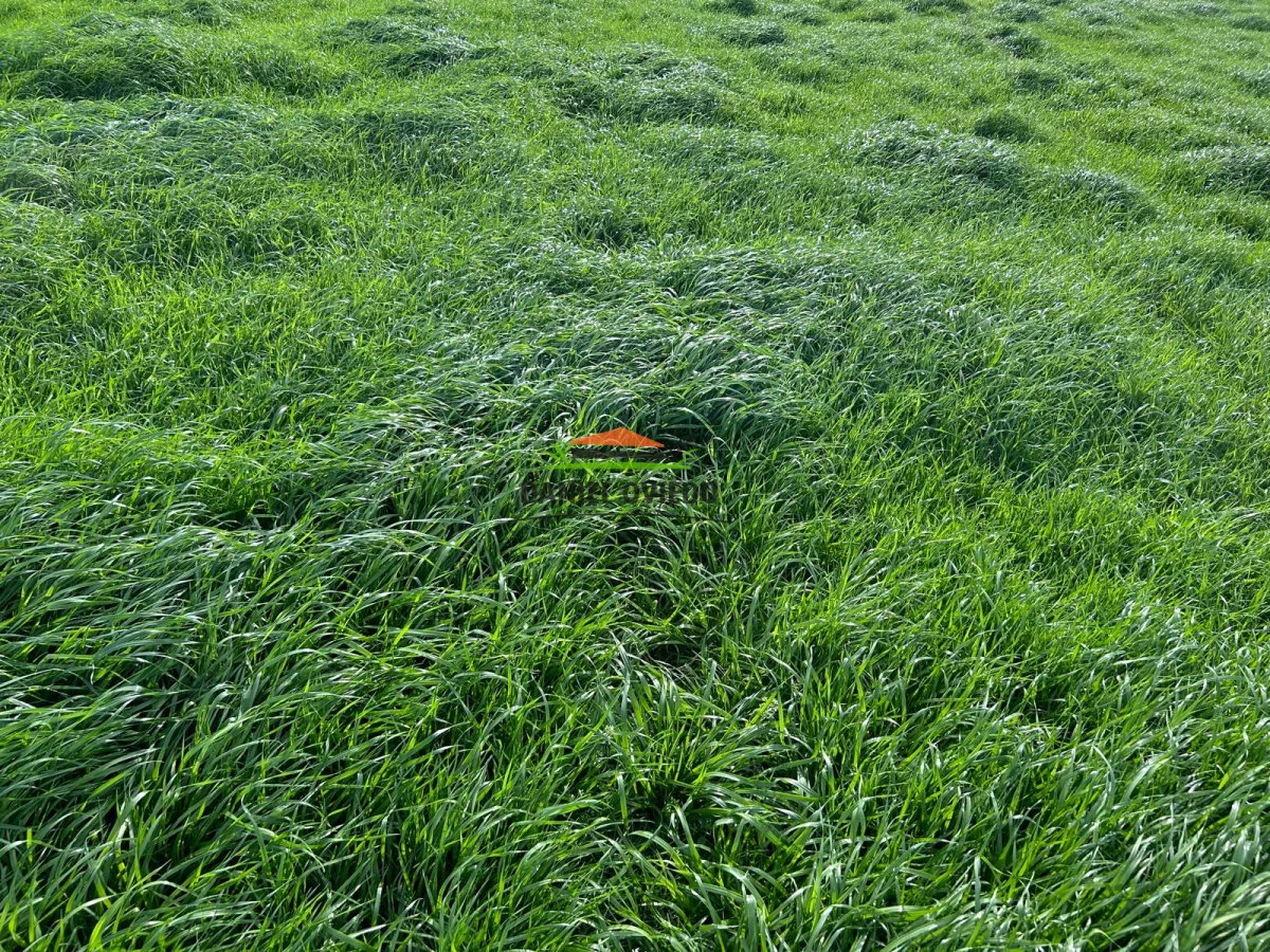 Campo Ref.210/Estancia-ganadera-completa-en-venta-de-2.956-has-en-Cerro-Largo. - Estancia ganadera completa en venta de 2.956 has en Cerro Largo.