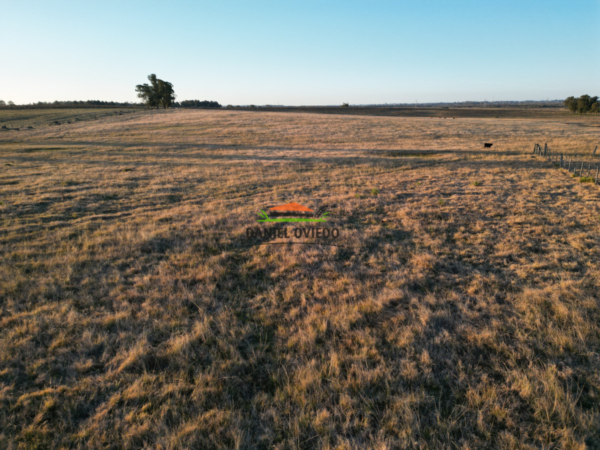 Campo Ref.223/Establecimiento-de-760-hás-en-venta-en-Cerro-Largo. - Establecimiento de 760 hás en venta en Cerro Largo.