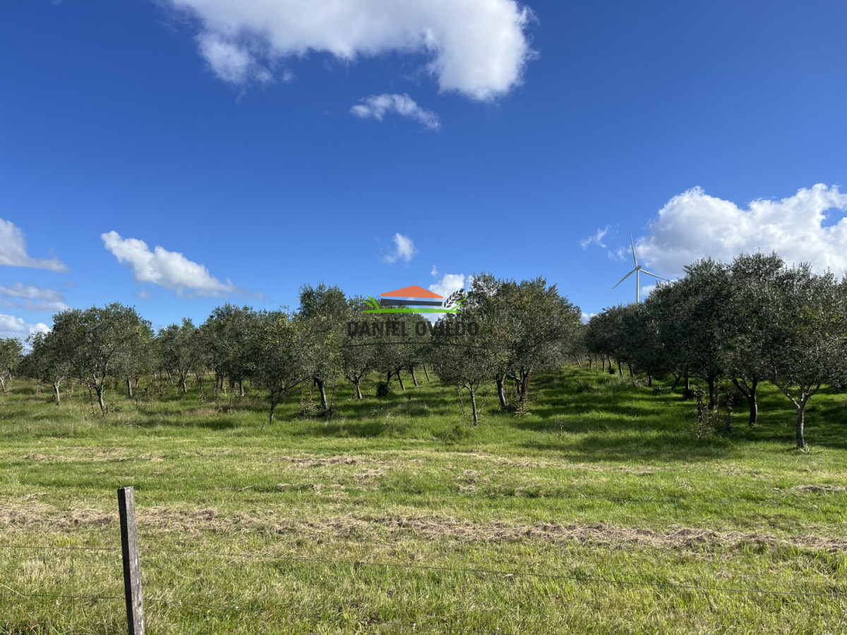 Campo Ref.369/Campo-con-Olivos-de-153-has-en-venta-en-Maldonado. - Campo con Olivos de 153 has en venta en Maldonado.