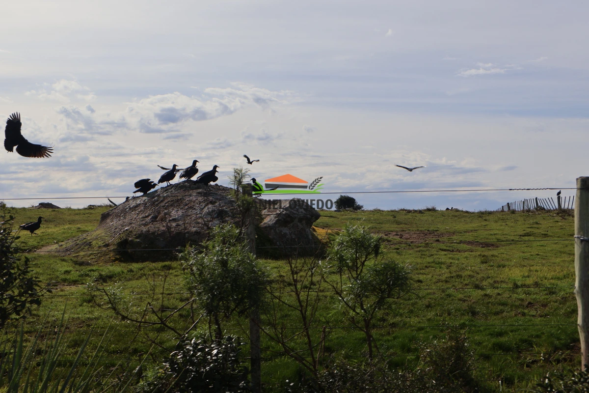 Campo Ref.210/Estancia-ganadera-completa-en-venta-de-2.956-has-en-Cerro-Largo. - Estancia ganadera completa en venta de 2.956 has en Cerro Largo.