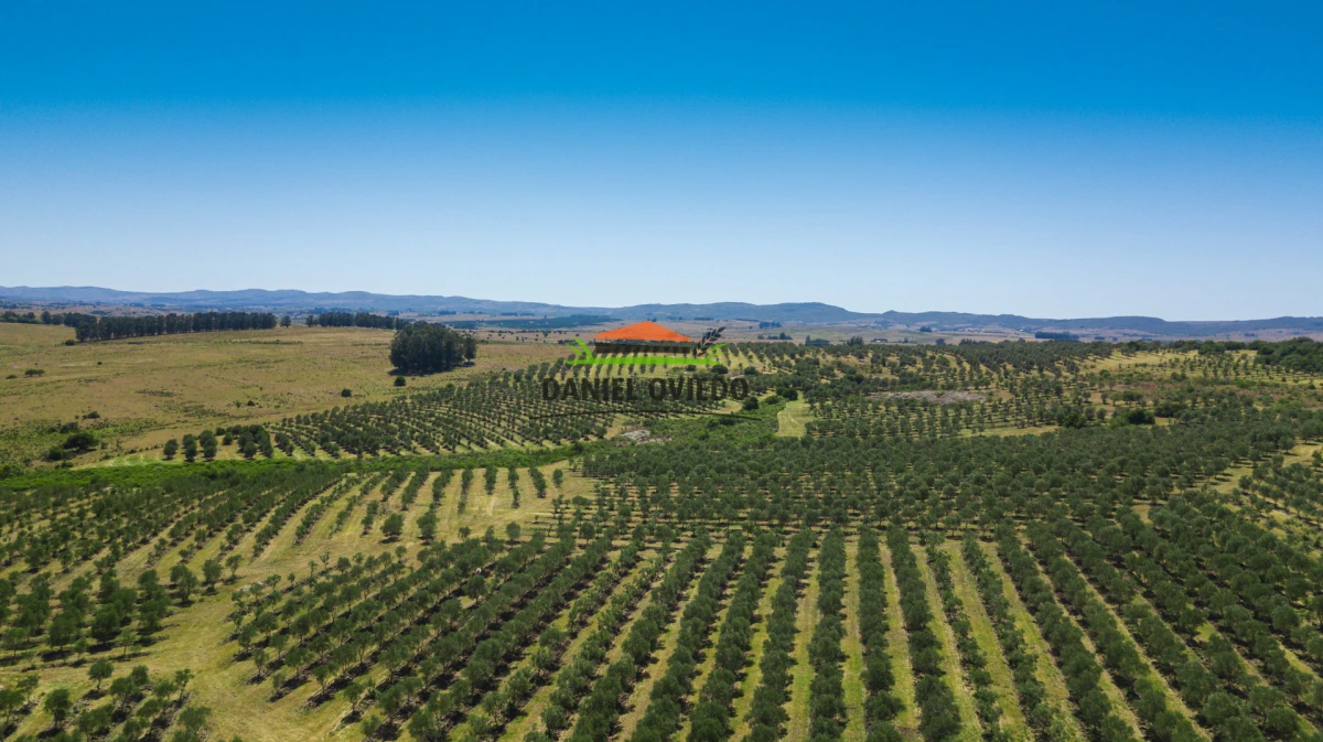 Campo Ref.330/Campo-con-Olivos-de-166-has-en-venta-en-Maldonado. - Campo con Olivos de 166 has en venta en Maldonado.
