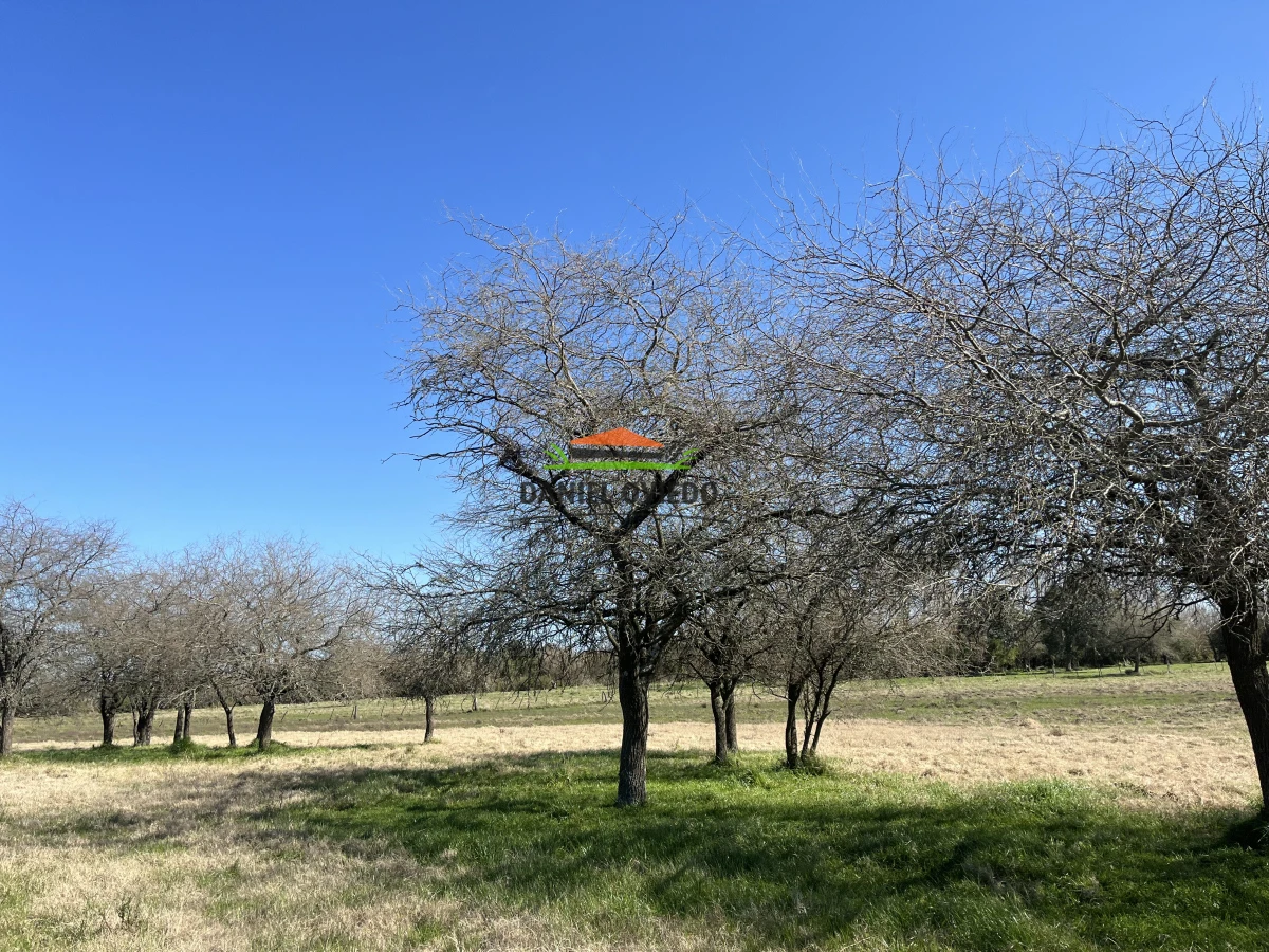 Campo Ref.243/Campo-agrícola-ganadero-en-venta-con-costa-de-arroyo. - Campo agrícola ganadero en venta con costa de arroyo.