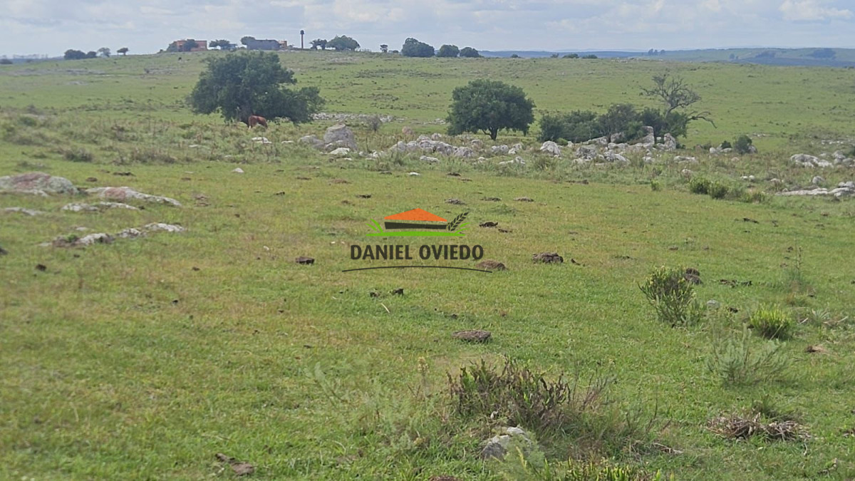 Campo Ref.362/650-has-campo-criador-en-venta-en-Lavalleja. - 650 has campo criador en venta en Lavalleja.