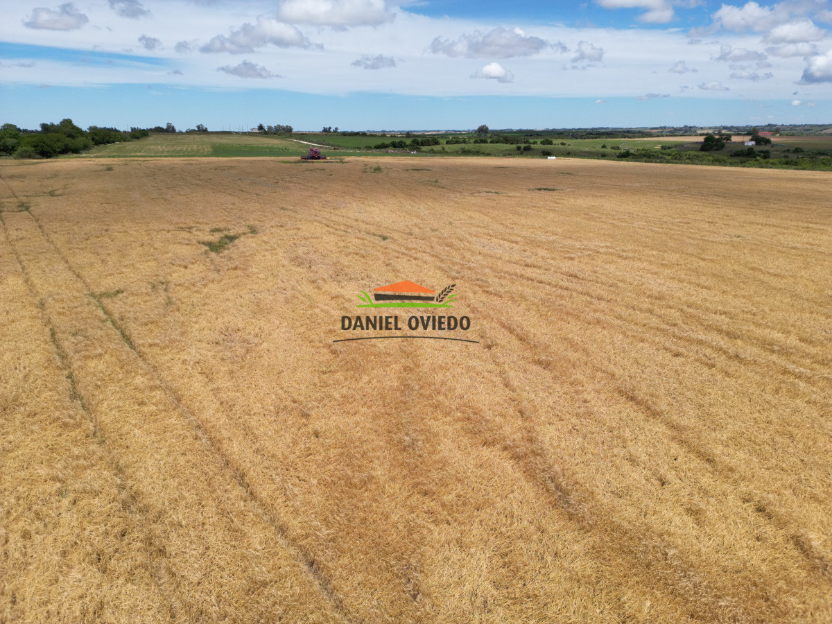 Campo Ref.144 - Campo agrícola - ganadero de 36 hás en venta, Ecilda Paullier