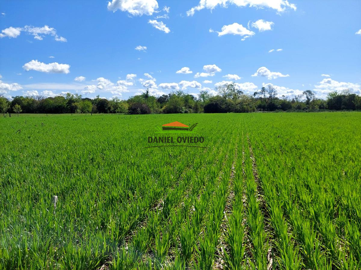 Campo Ref.336/Campo-agr - Campo agrícola de 18,9 hás con renta anual - Nueva Helvecia