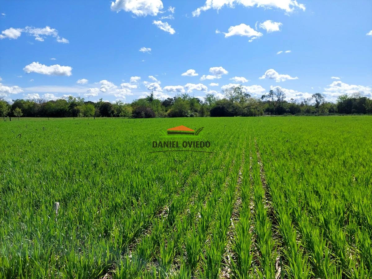 Campo Ref.336/Campo-agr - Campo agrícola de 18,9 hás con renta anual - Nueva Helvecia