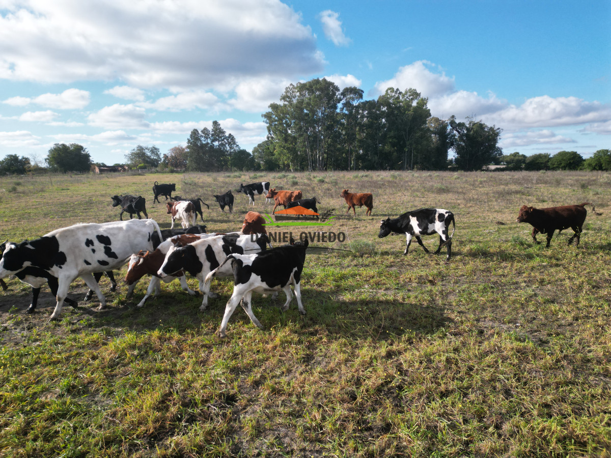 Campo Ref.208 - Campo agrícola ganadero de 20,95 has en Miguelete de Campana.