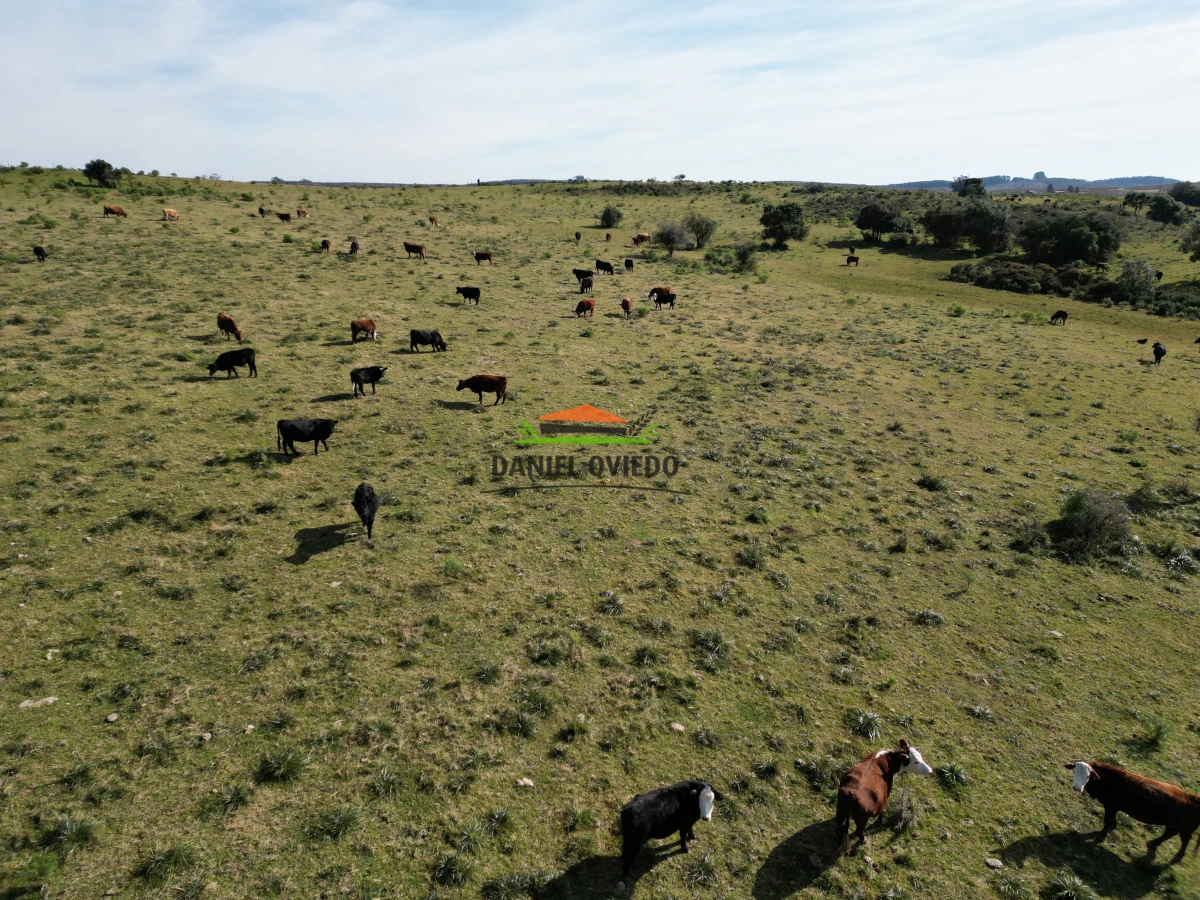 Campo Ref.210/Estancia-ganadera-completa-en-venta-de-2.956-has-en-Cerro-Largo. - Estancia ganadera completa en venta de 2.956 has en Cerro Largo.