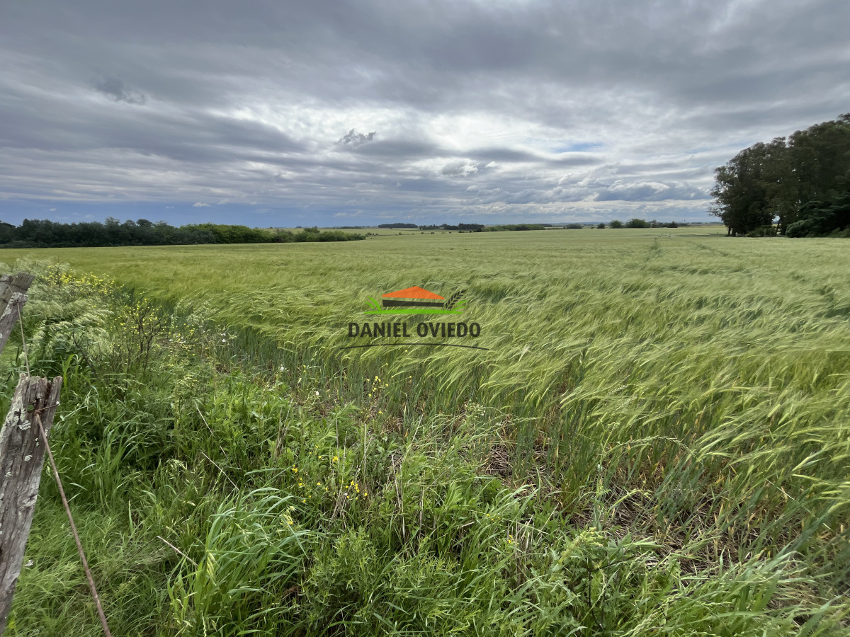 Campo Ref.38 - Campo con suelos premium y excelente casco en el corazón de San Pedro.