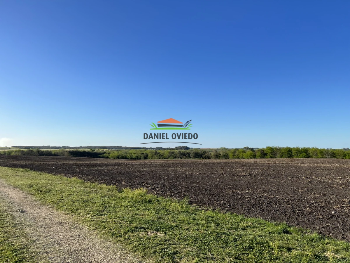 Campo Ref.17 - Campo agrícola - ganadero de 143 hás en venta, Conchillas.