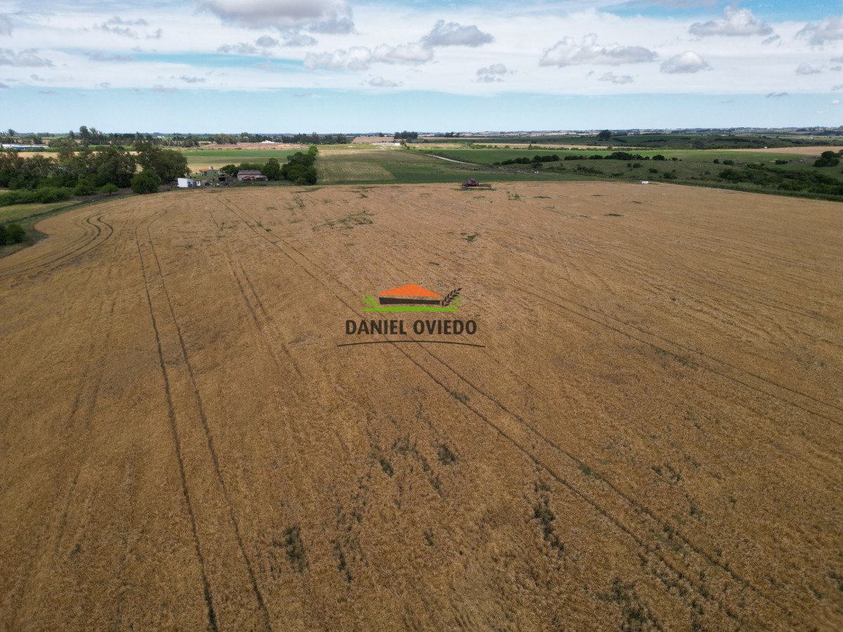Campo Ref.144 - Campo agrícola - ganadero de 36 hás en venta, Ecilda Paullier