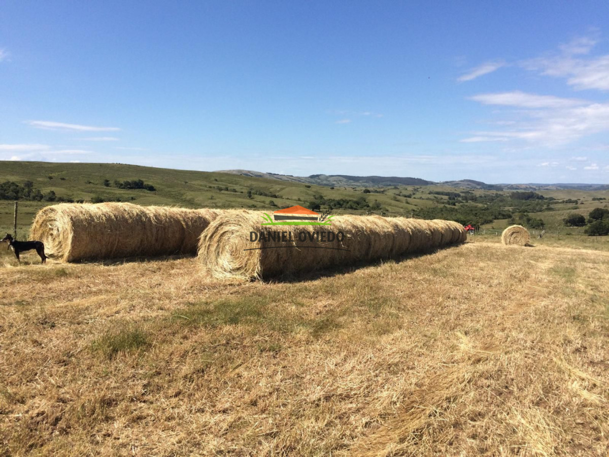 Campo Ref.354/Establecimiento-completo-campo-criador,-ganadero-en-venta-de-302-has. - Establecimiento completo campo criador, ganadero en venta de 302 has.