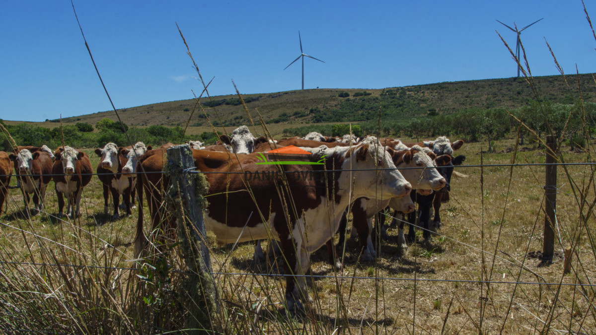 Campo Ref.330/Campo-con-Olivos-de-166-has-en-venta-en-Maldonado. - Campo con Olivos de 166 has en venta en Maldonado.