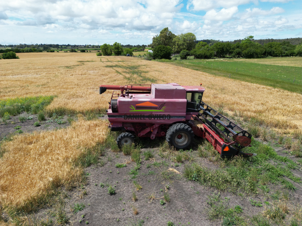 Campo Ref.144 - Campo agrícola - ganadero de 36 hás en venta, Ecilda Paullier