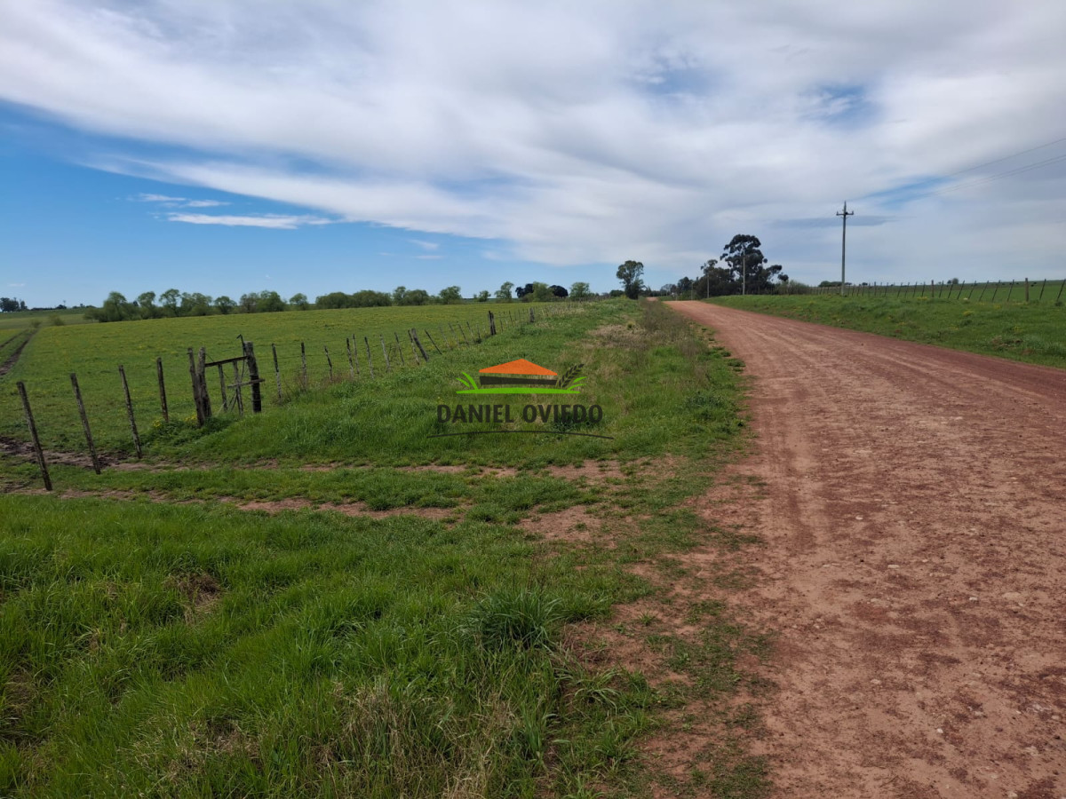 Campo Ref.273/Muy-buen-campo-en-venta-en-Las-Flores-con-renta-asegurada. - Muy buen campo en venta en Las Flores con renta asegurada.