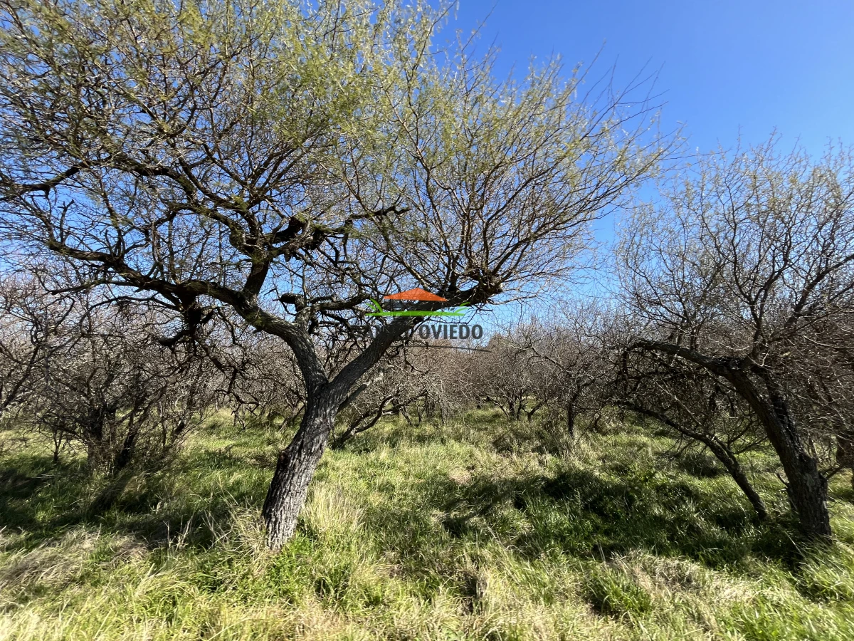 Campo Ref.243/Campo-agrícola-ganadero-en-venta-con-costa-de-arroyo. - Campo agrícola ganadero en venta con costa de arroyo.
