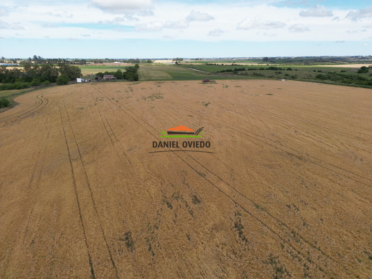 Campo Ref.144 - Campo agrícola - ganadero de 36 hás en venta, Ecilda Paullier