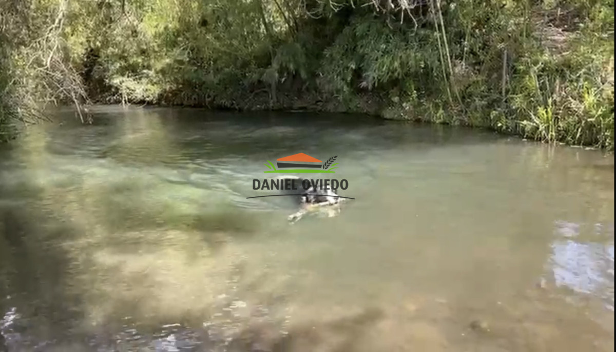 Campo Ref.354/Establecimiento-completo-campo-criador,-ganadero-en-venta-de-302-has. - Establecimiento completo campo criador, ganadero en venta de 302 has.