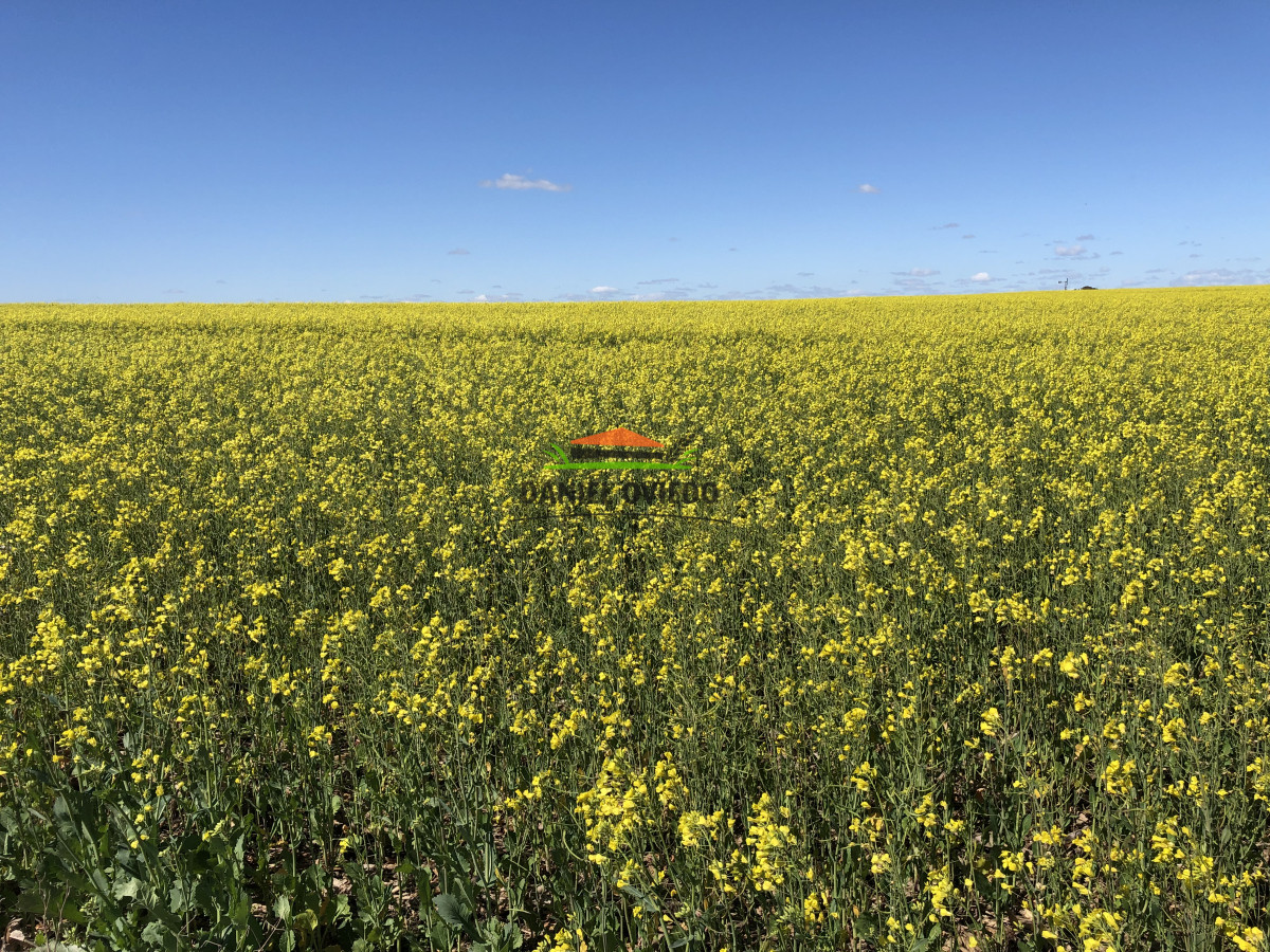 Campo Ref.38 - Campo con suelos premium en venta en el corazón de San Pedro.