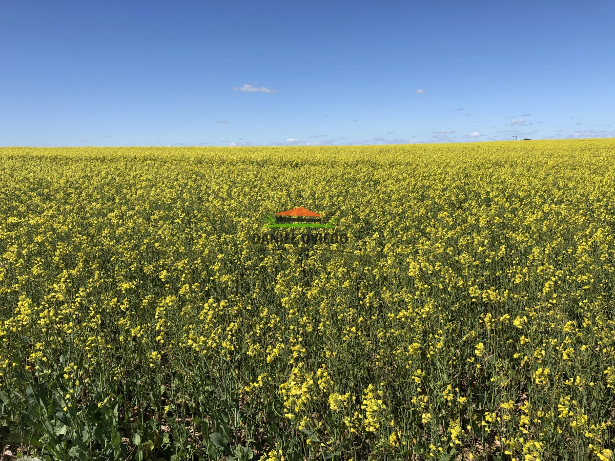 Campo Ref.38/Campo-con-suelos-premium-en-venta-en-el-coraz - Campo con suelos premium en venta en el corazón de San Pedro.