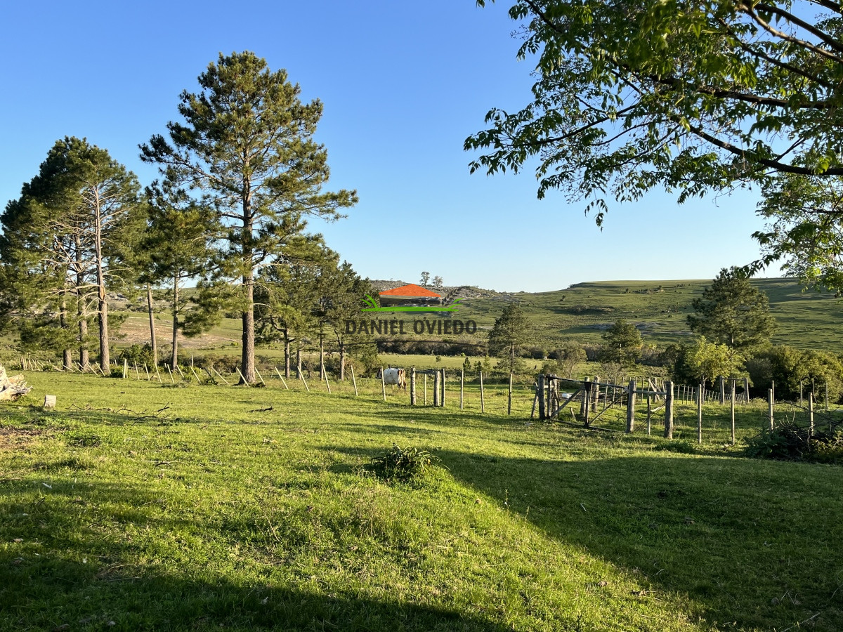 Campo Ref.52 - 374 hás ganaderas forestales en venta con mejoras y costa de arroyo.