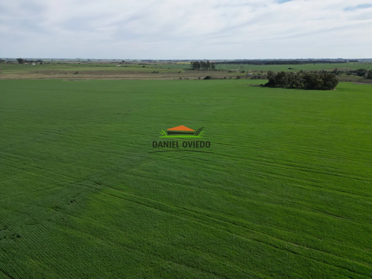 Campo Ref.33 - Campo 95 %  agrícola en Soriano en venta.