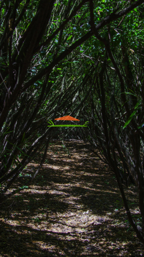 Campo Ref.327/Campo-con-Olivos-de-320-has-en-venta-en-Maldonado. - Campo con Olivos de 320 has en venta en Maldonado.