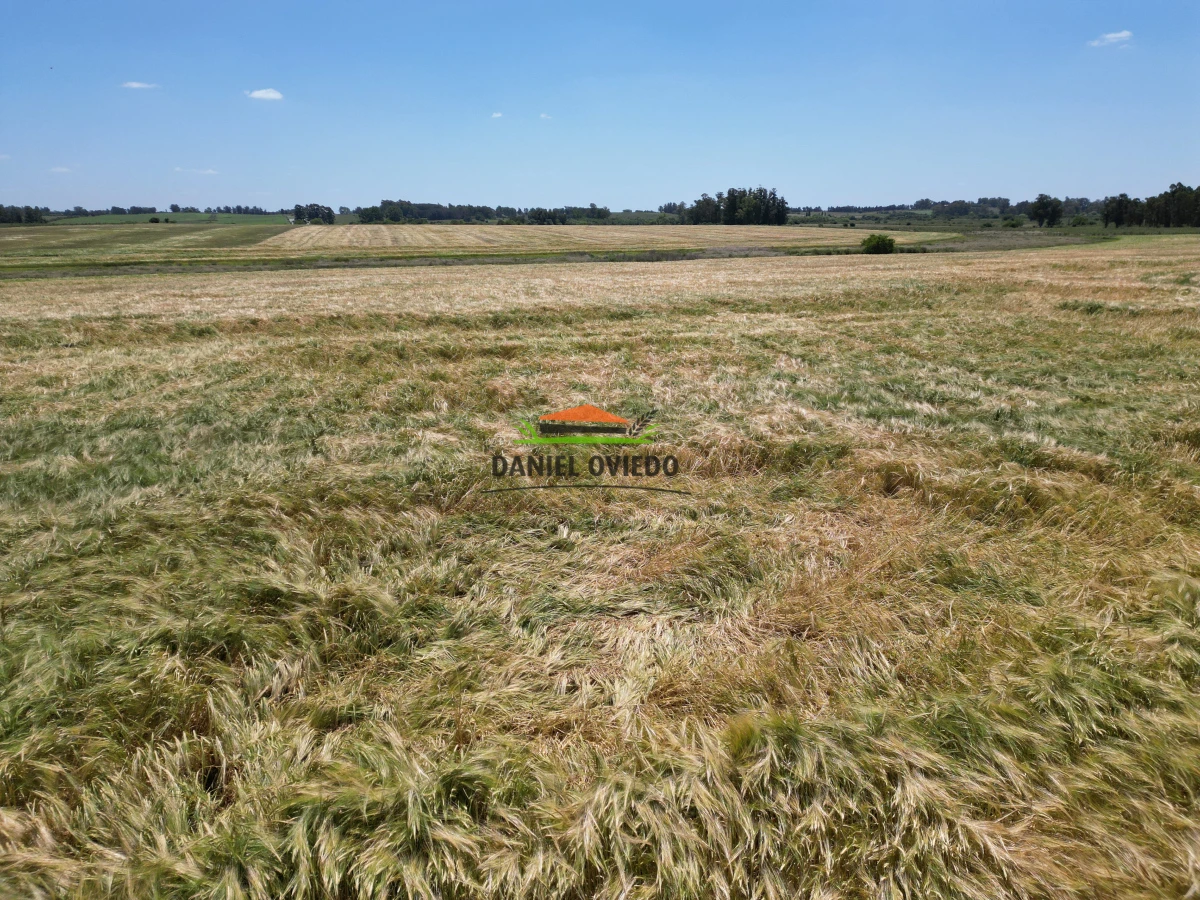 Campo Ref.143/Oportunidad-de-inversi - Oportunidad de inversión, campo agrícola en venta en Canelones.