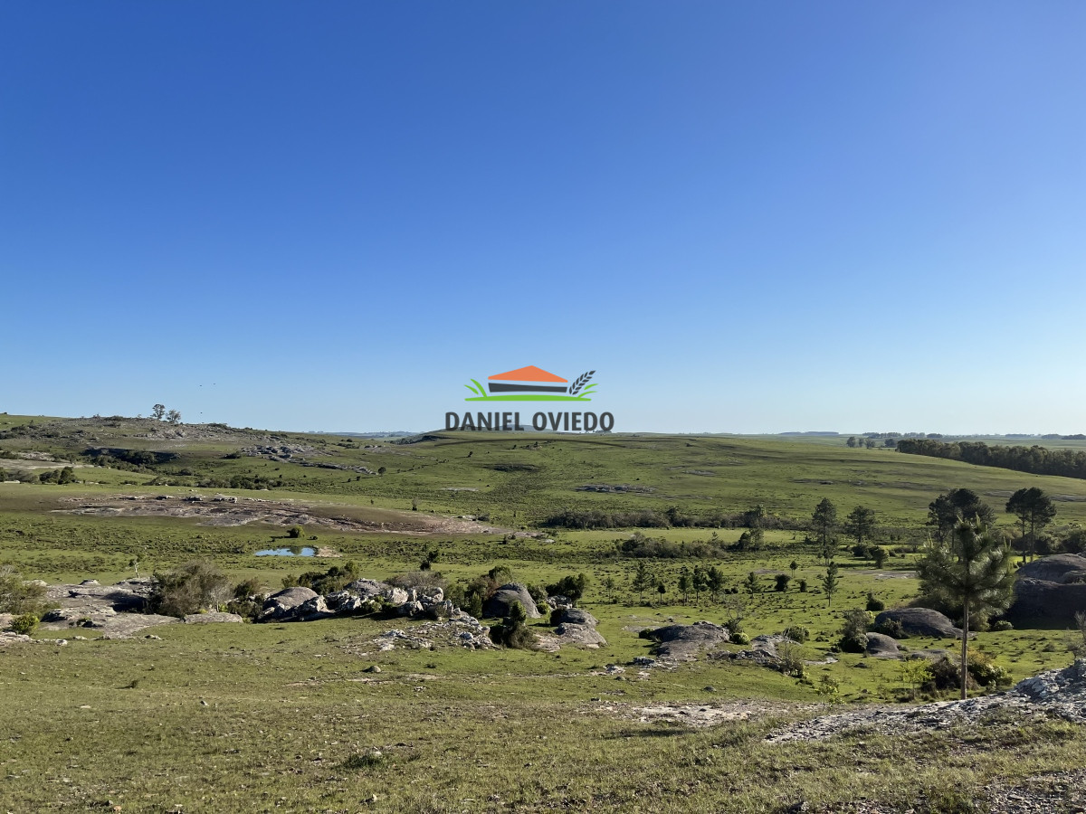 Campo Ref.52 - 374 hás ganaderas forestales en venta con mejoras y costa de arroyo.